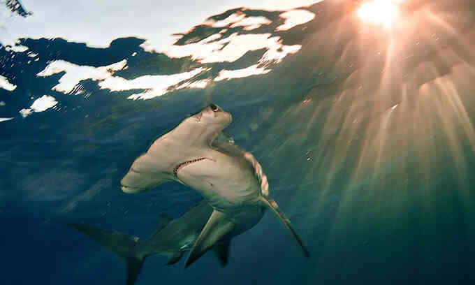 Quần thể cá mập, cá đuối giảm 70% trong nửa thế kỷ