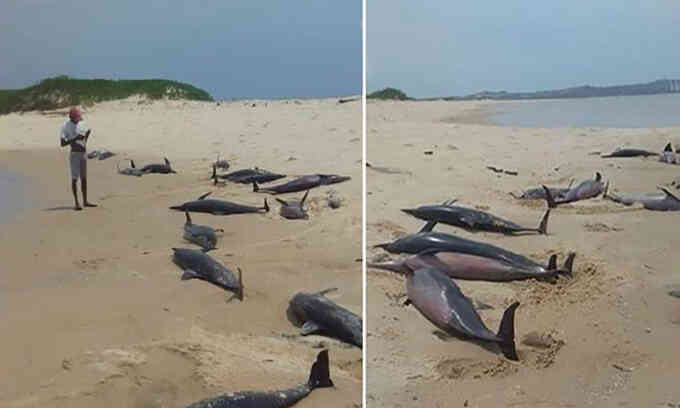 Cá heo chết hàng loạt trên bờ biển