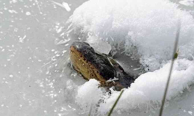 Cá sấu đông cứng nhô mõm trên mặt hồ đóng băng