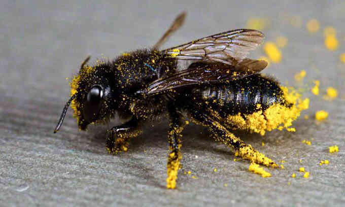 Hàng nghìn loài ong biến mất trong 30 năm