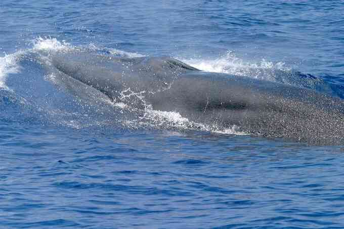 Phát hiện loài cá voi tấm sừng mới cực kỳ nguy cấp