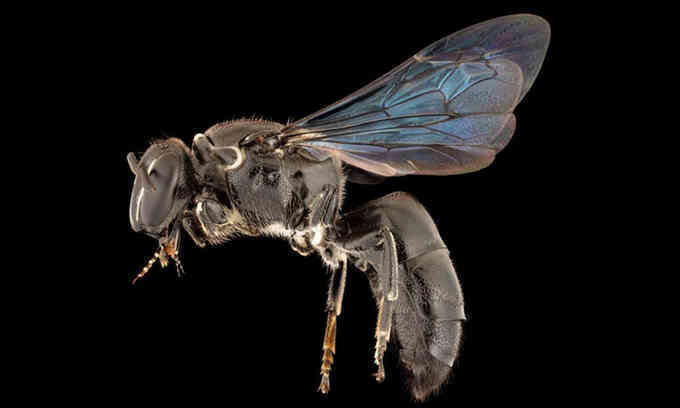 Loài ong hiếm tái xuất sau 100 năm
