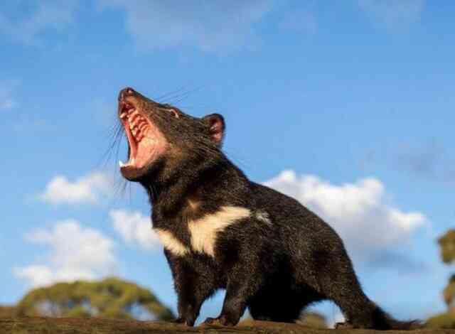 Hàng loạt quỷ Tasmania chết bí ẩn, nước Úc "chấn động"