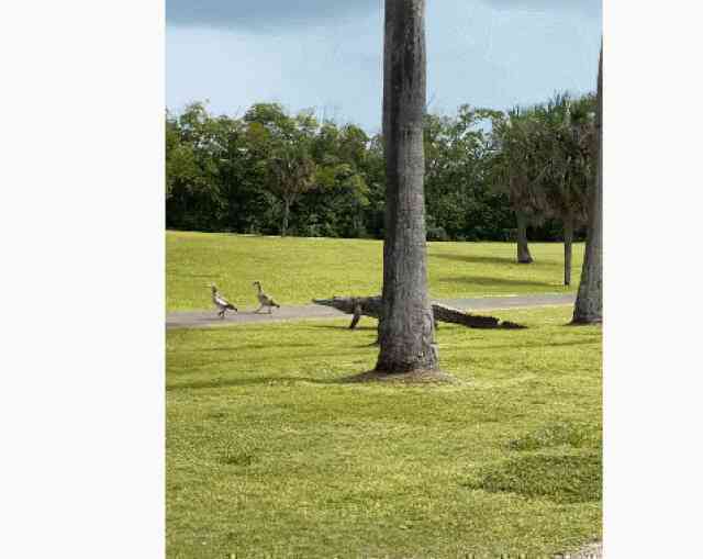 Khoảnh khắc thú vị: Đôi vịt "dạo chơi" cùng cá sấu ở sân golf