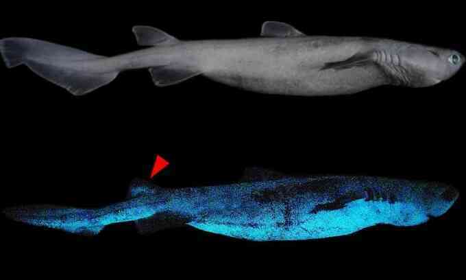 Phát hiện cá mập phát quang ở độ sâu 1.000 m