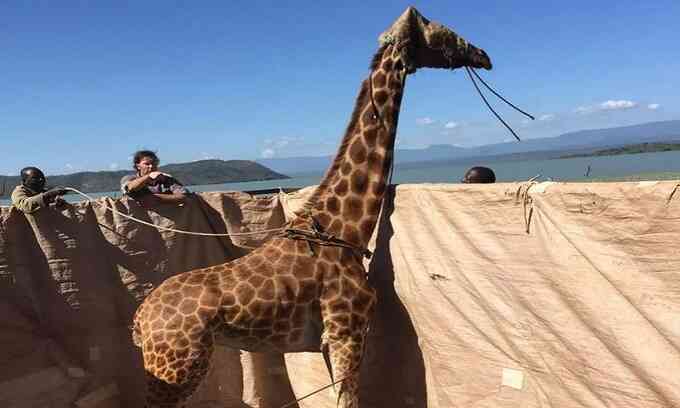 Kenya tiếp tục cứu hươu cao cổ khỏi hòn đảo ngập lũ