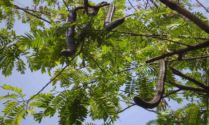 Cây họ đậu 