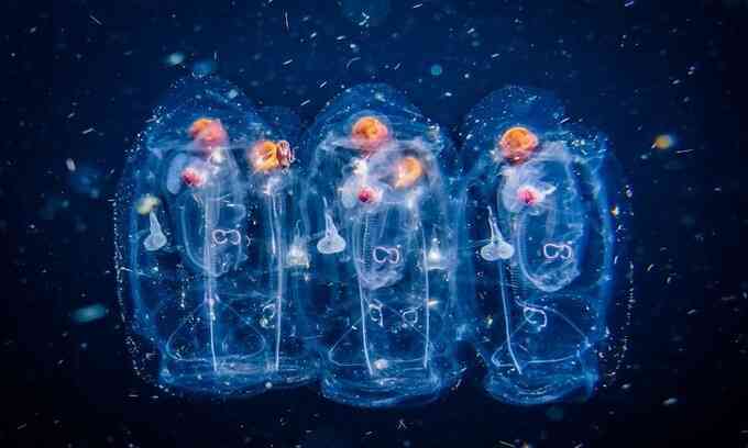 Sinh vật giống sứa khiến hai lò phản ứng ngừng hoạt động