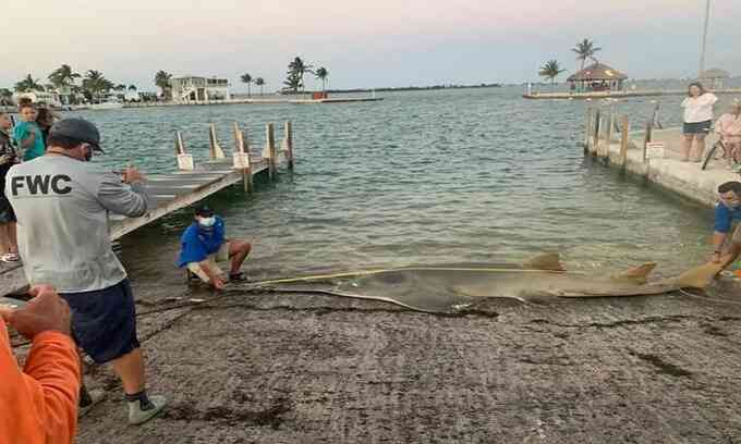 Cá kiếm lớn nhất thế giới dạt vào Florida