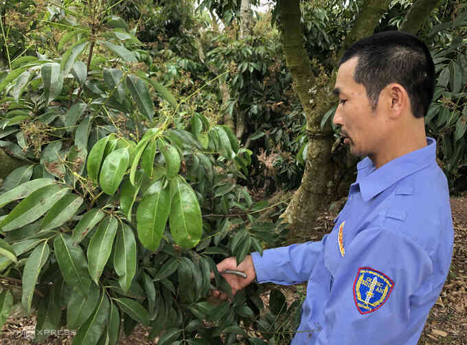 Nông dân trồng vải thiều sạch theo chỉ dẫn địa lý Nhật Bản