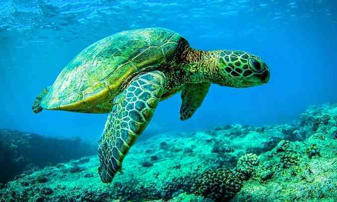 Hành lang giúp rùa biển bơi 14.500 km xuyên đại dương