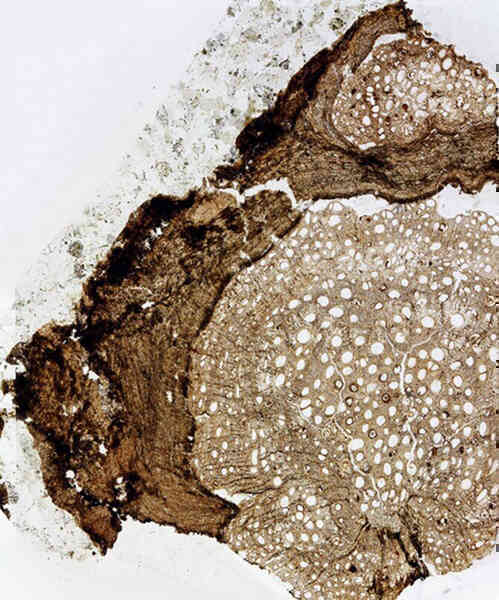 Mặt cắt hóa thạch cây nho 18,5 triệu năm tuổi