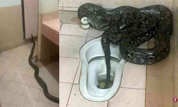 Trăn dài hơn 5 m bò ra từ bồn cầu