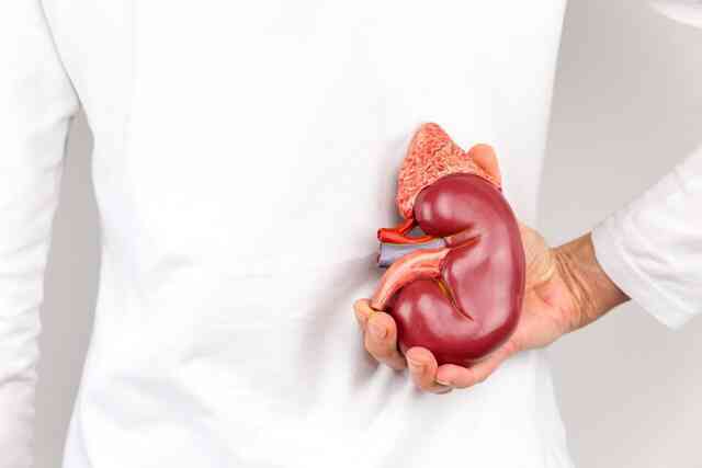Tại sao chúng ta có hai quả thận trong khi có thể sống chỉ với một quả?