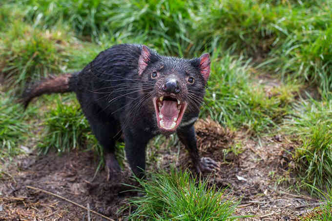 Quỷ Tasmania tàn sát 6.000 chim cánh cụt trên đảo Australia