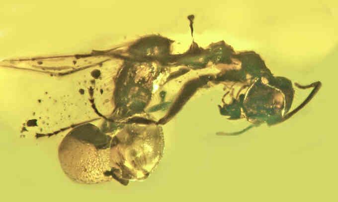 Kiến chết kẹt cùng nấm ký sinh 50 triệu năm
