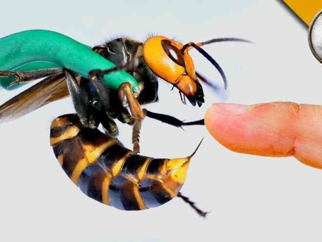 Nghịch dại thử để ong bắp cày đốt, anh chàng lăn lộn đau đớn cạch tới già - 3