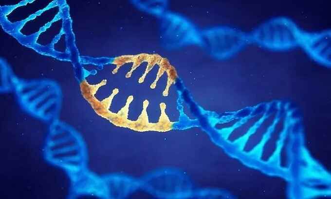 Kỹ thuật chỉnh sửa gene ngăn nCoV nhân lên trong tế bào
