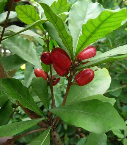 Giải mã thứ quả "thần kỳ" với khả năng đánh lừa vị giác