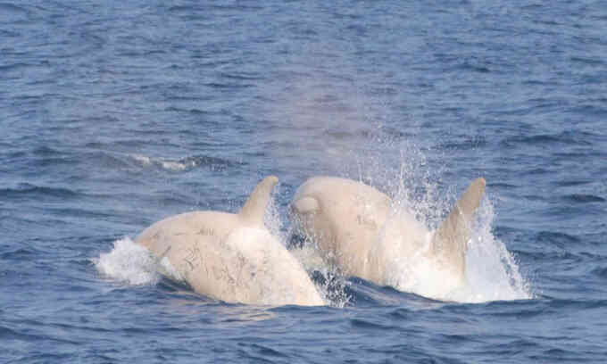 Hai con cá voi sát thủ trắng xuất hiện trên biển Nhật