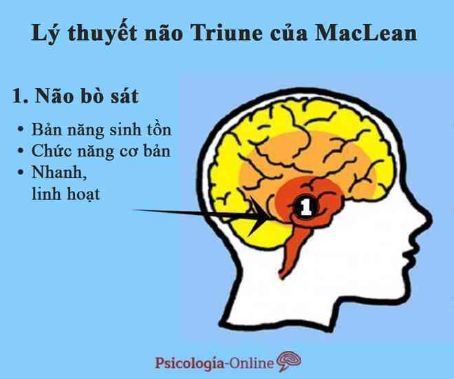 Tìm hiểu lý thuyết 3 não, ví não người với não bò sát, não thú... - 1