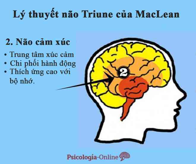 Tìm hiểu lý thuyết 3 não, ví não người với não bò sát, não thú... - 2