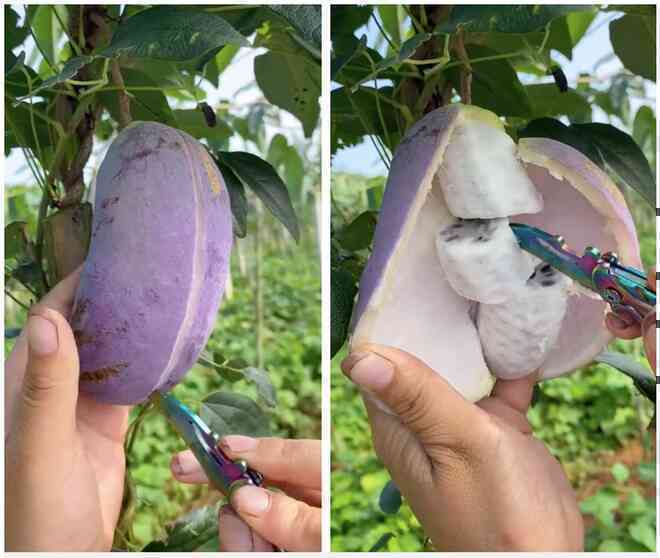 Kỳ lạ thứ trái cây giống xoài nhưng màu tím, còn bên trong như quả chuối