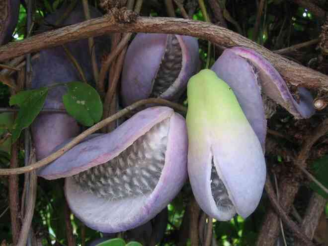 Kỳ lạ thứ trái cây giống xoài nhưng màu tím, còn bên trong như quả chuối - 3