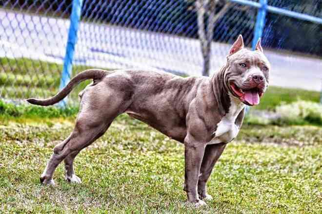 Hung hăng tấn công ngựa, chó Pitbull nhận bài học nhớ đời