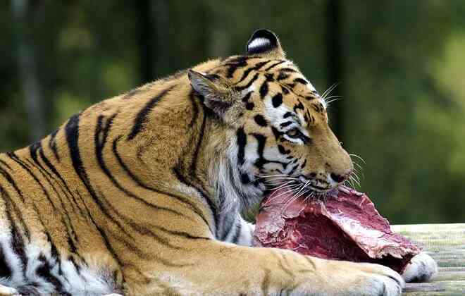 Khẩu phần ăn của 9 con hổ ở Nghệ An có gì mà tốn hết 20 triệu đồng/ngày? - 2