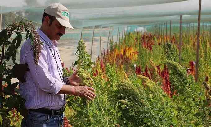 Dubai trồng cây siêu thực phẩm chịu mặn trên sa mạc