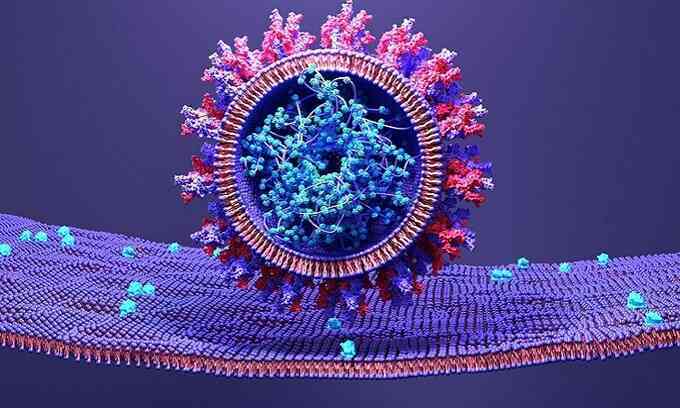 Nút phân tử ngăn nCoV lây nhiễm tế bào