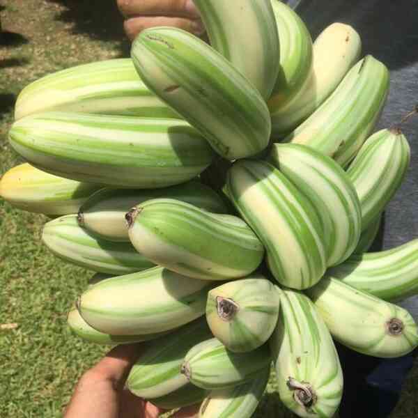 Kỳ lạ những giống chuối không có màu vàng - 4