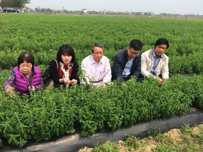Giáo sư khai sinh cây cỏ ngọt ở Việt Nam