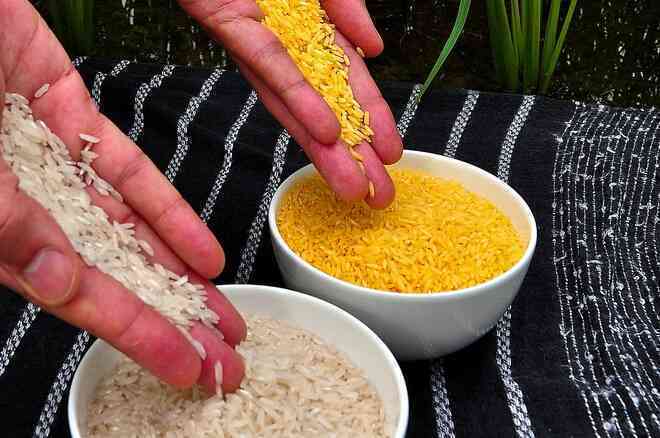 Gạo vàng biến đổi gen ở Philippines có gì đặc biệt, tính an toàn ra sao?