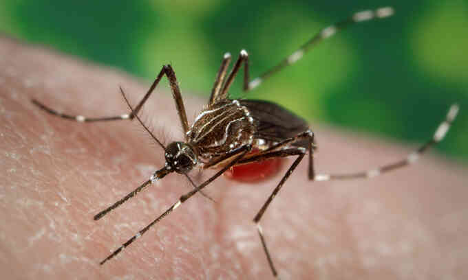 Đường có thể ngăn muỗi phát tán virus