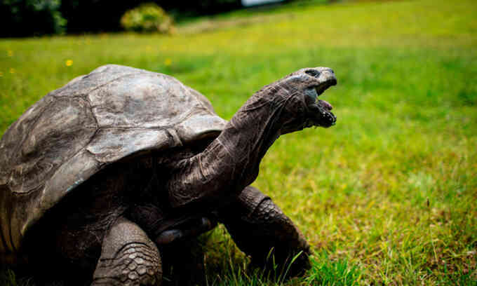 Rùa khổng lồ 190 tuổi già nhất hành tinh