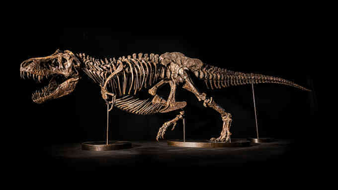 Hóa thạch T-rex dự kiến bán đấu giá 25 triệu USD