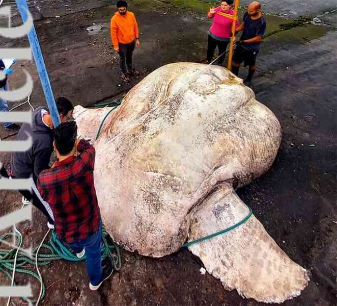 Cá mặt trăng khổng lồ nặng 2.744 kg lập kỷ lục thế giới