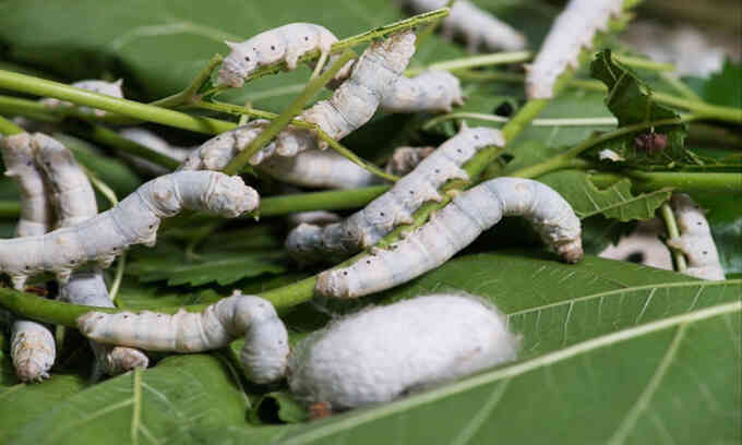 Trung Quốc tạo ra sợi siêu bền từ tơ tằm tự nhiên