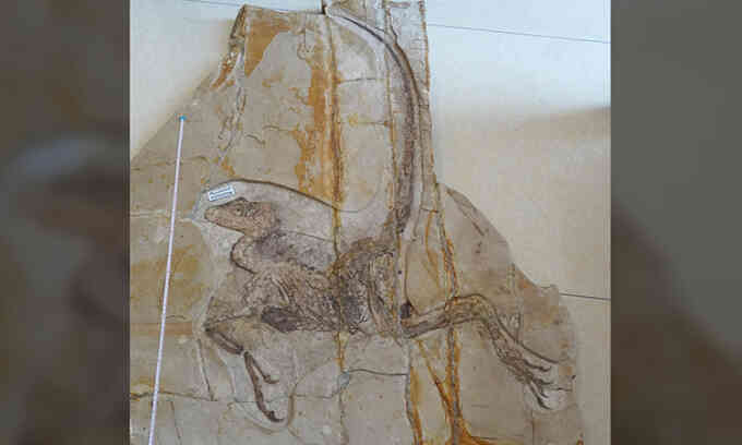 Mẫu vật khủng long 130 triệu năm còn ruột hóa thạch