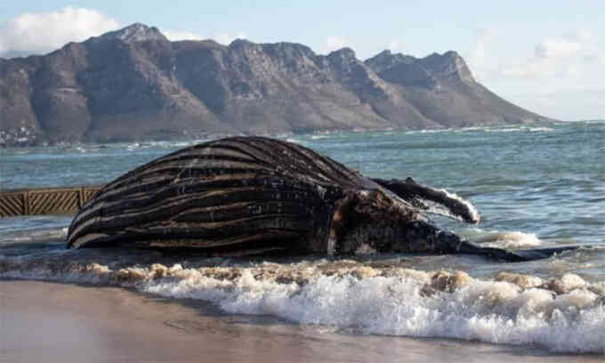 Xác cá voi lưng gù 26 tấn phủ đầy hà biển