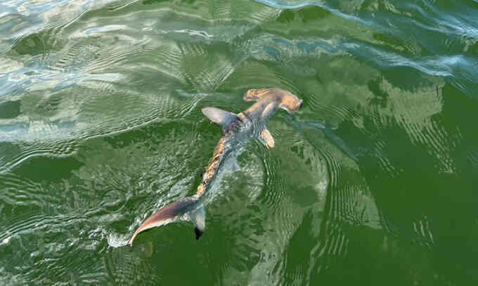 Phát hiện vườn ươm cá nhám búa lớn gần Galapagos