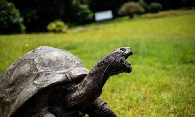 Rùa 190 tuổi sống lâu nhất thế giới
