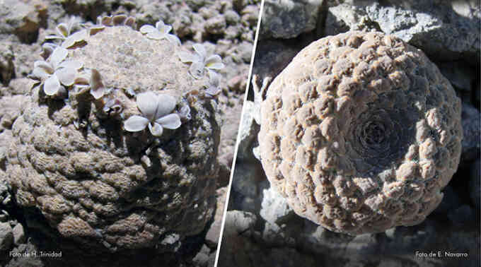 Phát hiện hai loài thực vật núi cao mới trên dãy Andes
