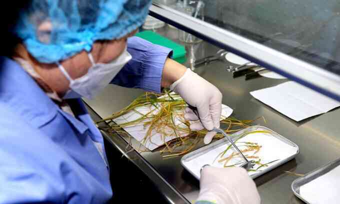 Trung Quốc kiểm tra mẫu lúa trồng ngoài không gian