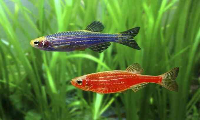 Cá biến đổi gene trốn khỏi trang trại