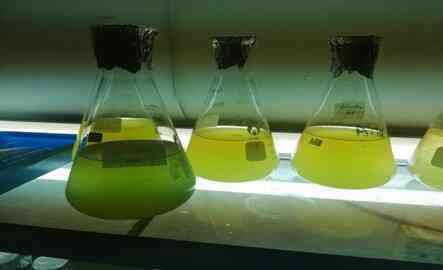 Sinh viên nuôi tảo xử lý nước thải