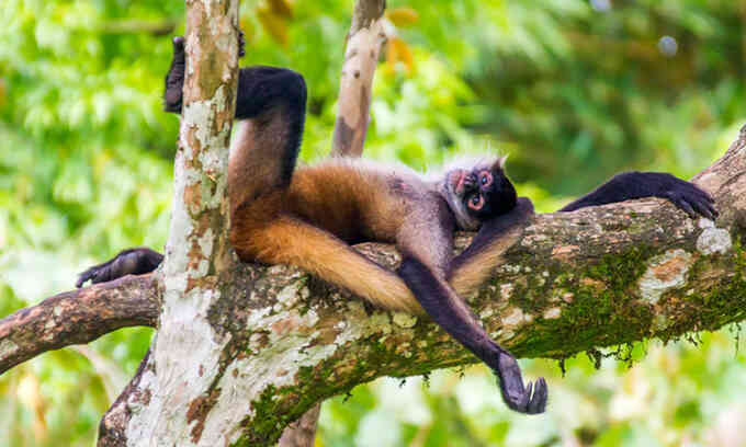 Khám phá mới củng cố giả thuyết 