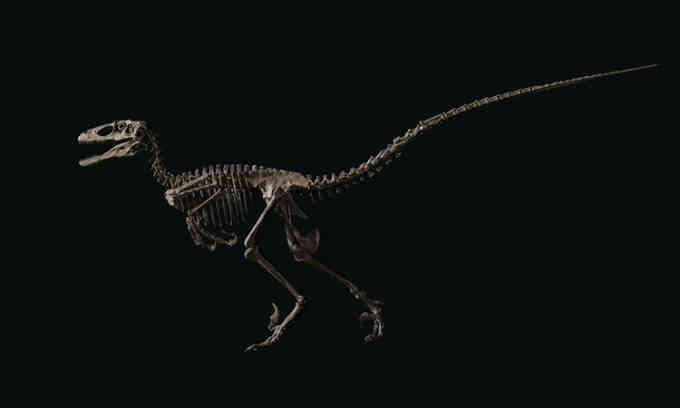 Hóa thạch khủng long sát thủ đấu giá 12,4 triệu đô